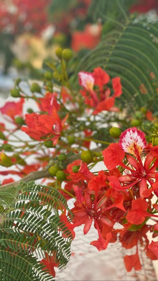 Beautiful Apartment Near The Sea And A Large Private Garden Paphos Exteriér fotografie